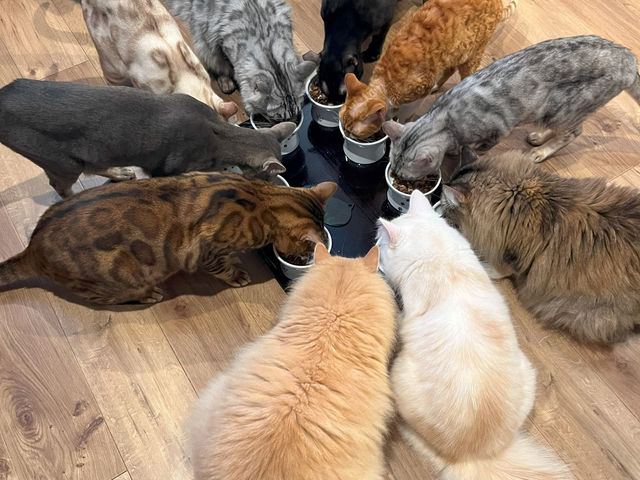 Cats House ねこや