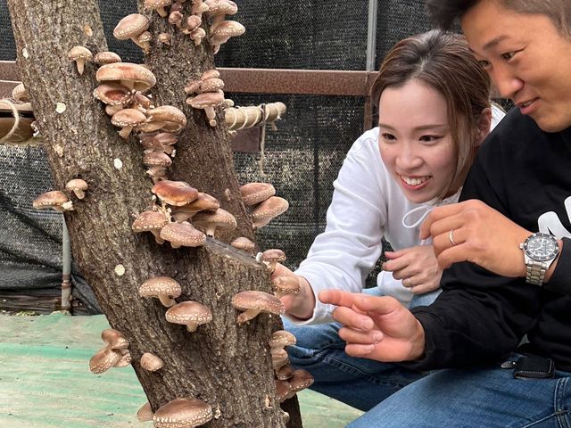 竹原原木椎茸