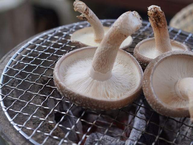 竹原原木椎茸