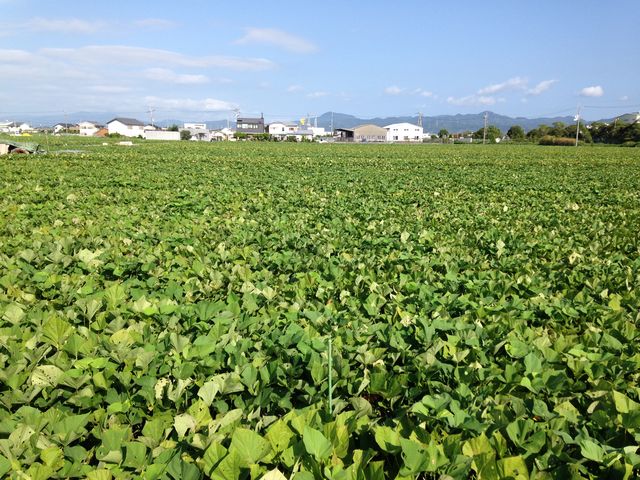 喜来やさい園