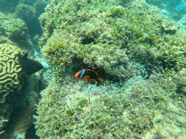 Reef Club Ququru
