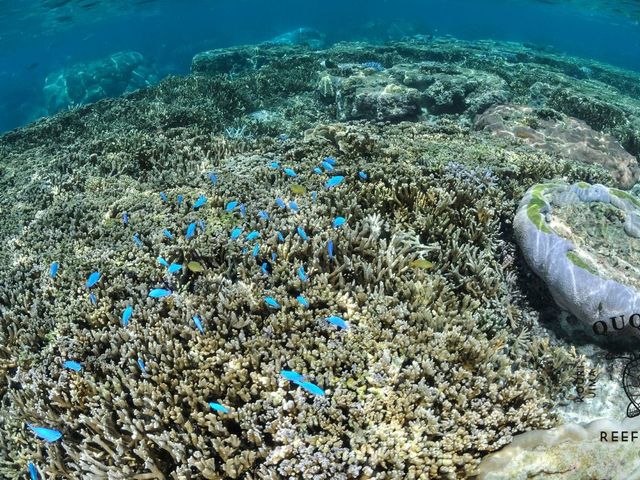 Reef Club Ququru