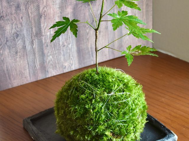 【湘南・横浜開催☆苔テラリウム教室】秋のレベルアップ教室で作った紅葉の苔玉_Vesmir 苔テラリウム