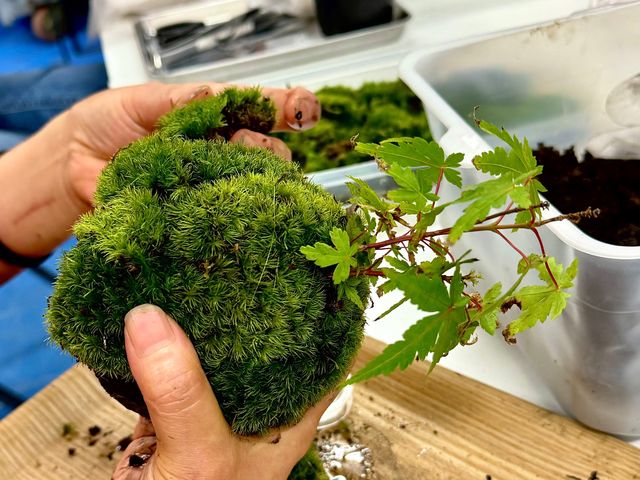 【湘南・横浜開催☆苔テラリウム教室】苔玉作り。糸で巻いていく作業_Vesmir 苔テラリウム