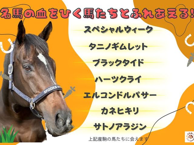 ふれあいウマーむTOKONAME