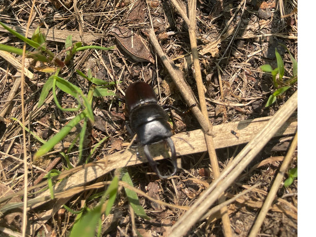 クワガタ カブトムシ 蛍 バッタなどの子供に人気の
昆虫に会えるかも_札幌近郊キャンプ場 えいときゃんぷ場