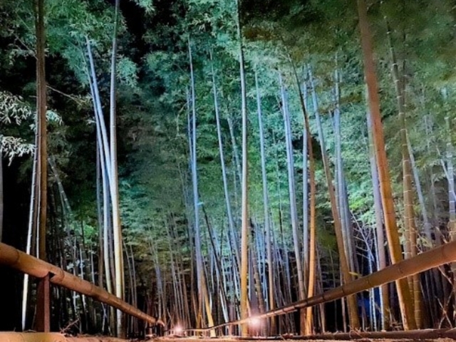 夜には美しく灯りが照らされている竹林の中をお散歩することもできます_kominka翠