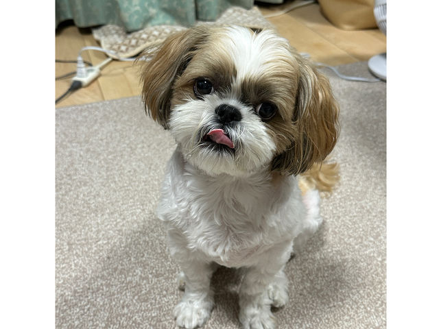 シーズー犬ラム
ぺろっ^^_Atlier Rue&Roro