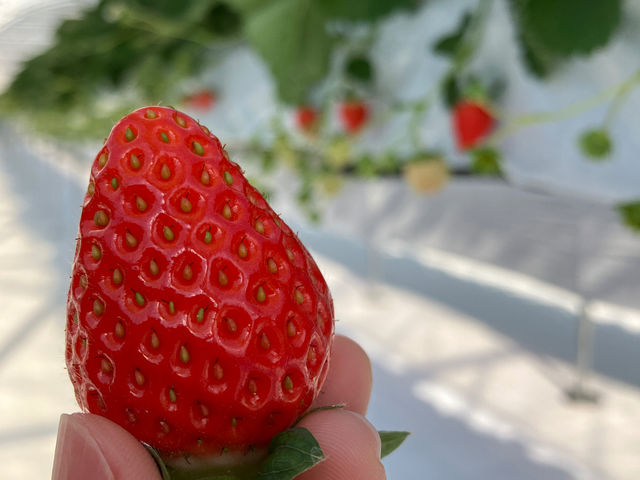 パワーズいちご園
