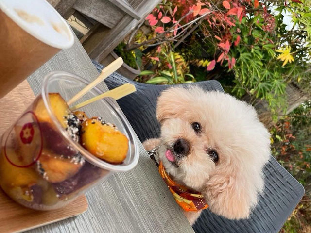 ガーデンテラスでは、愛犬とも一緒にお楽しみ頂けます_imoyaみ乃う茶房