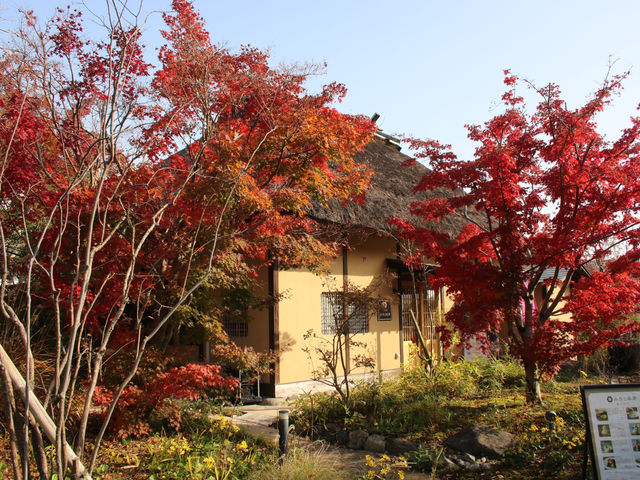 さつまいも体験の秋の紅葉とimoyaみ乃う茶房_imoyaみ乃う茶房