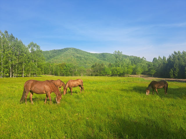 牧場の馬は自由放牧で飼育しています。
広い牧草地でみんなのびのび♪_HORSE&BUDDY LIBERATION FARMS