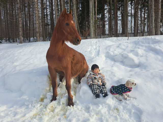 テレビ出演したお座りする馬のリリーちゃんと仲良しのワンちゃんペニーにも会えるよ♪_HORSE&BUDDY LIBERATION FARMS