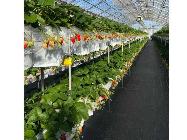 Mori's Farm