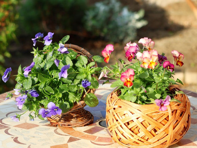 手作りで押したお花で作ります
季節のお花が楽しめます_LA FEE DES FLEURS