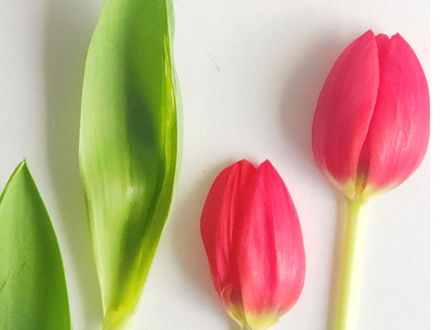 チューリップも押し花になります_LA FEE DES FLEURS