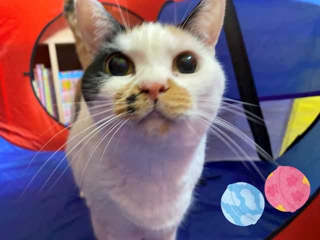保護猫応援ファームの看板猫きなこちゃんです!_保護猫ファーム
