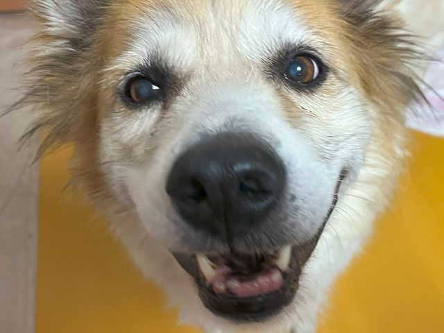 保護猫応援ファームの看板犬トットおじいちゃんです!_保護猫ファーム