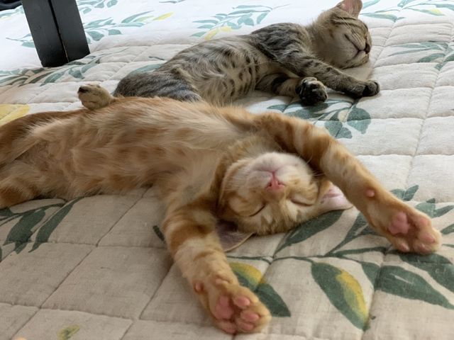 保護猫応援ファームで過ごしている猫の様子です!(この子たちは卒業しました♪)_保護猫ファーム