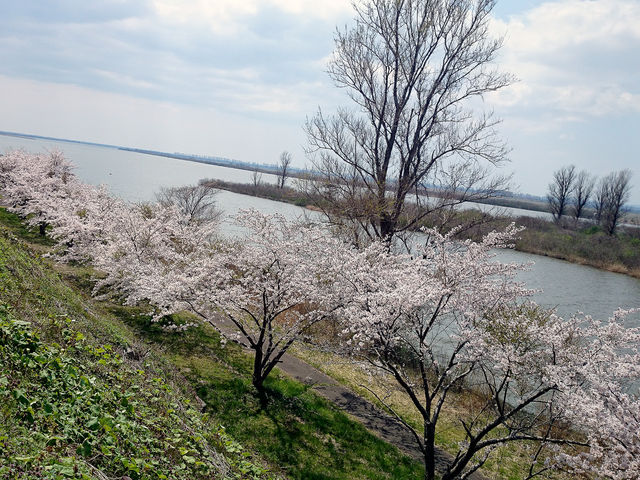 春には桜が満開 隠れた見所です_STAR TEEM COMPANY