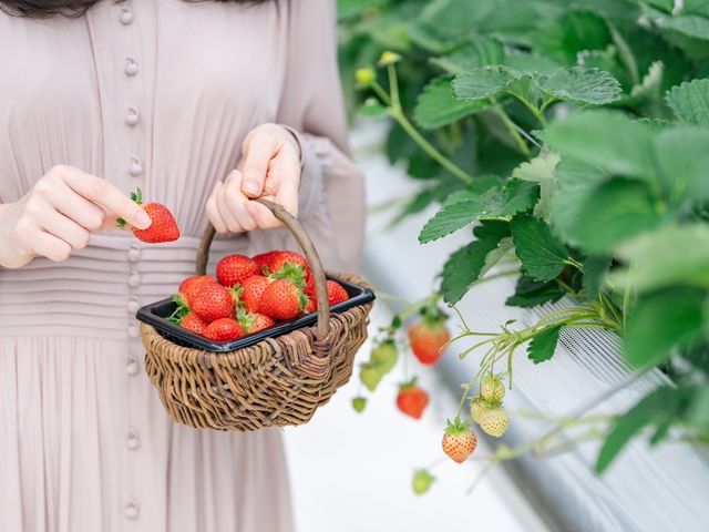 一般的な化学肥料を減らしているので洗わずに食べられます!_Sky Flora Farm