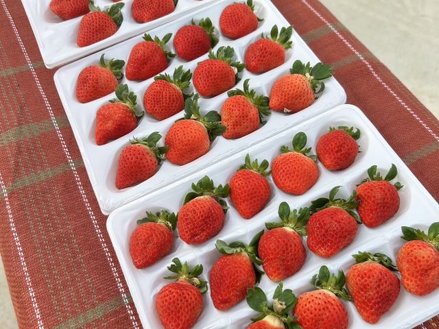 大きいいちごもたくさんあります!_Sky Flora Farm