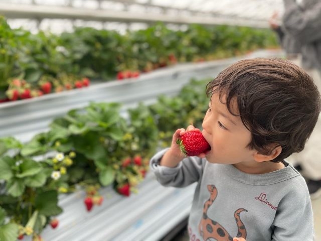 おいしくてあま〜いいちご♪_ogawa GRAND lodge FARM