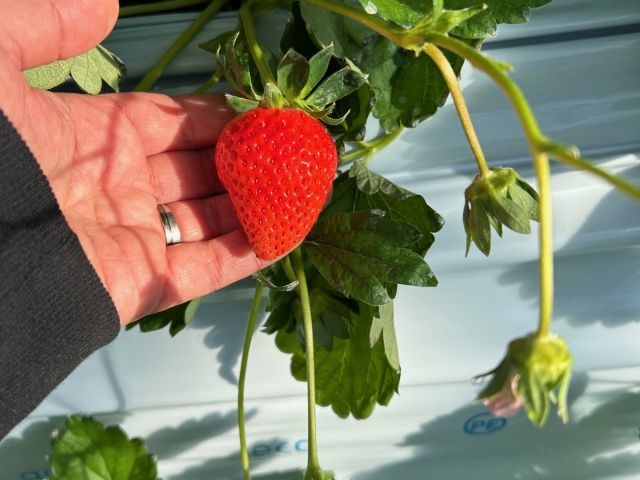 ogawa GRAND lodge FARM