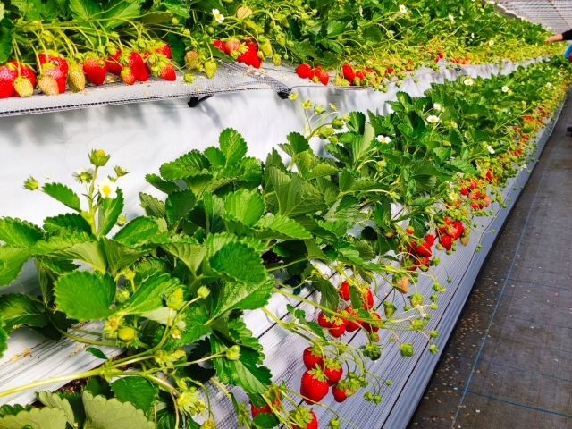 ogawa GRAND lodge FARM