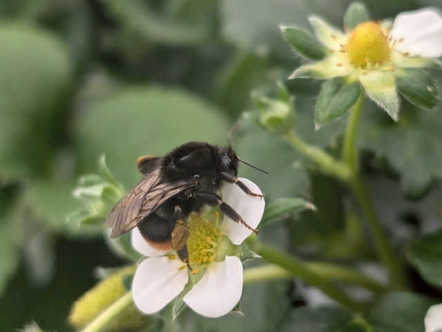The Little Bee