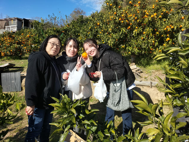 たくさんの種類のみかんを食べ比べてみてください。_菅原オレンジ農場&広島ミニヤギ牧場