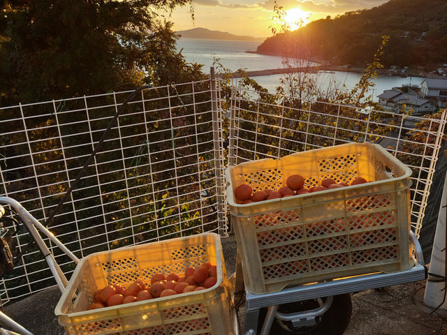 夕日が美しい絶景スポットです。_菅原オレンジ農場&広島ミニヤギ牧場