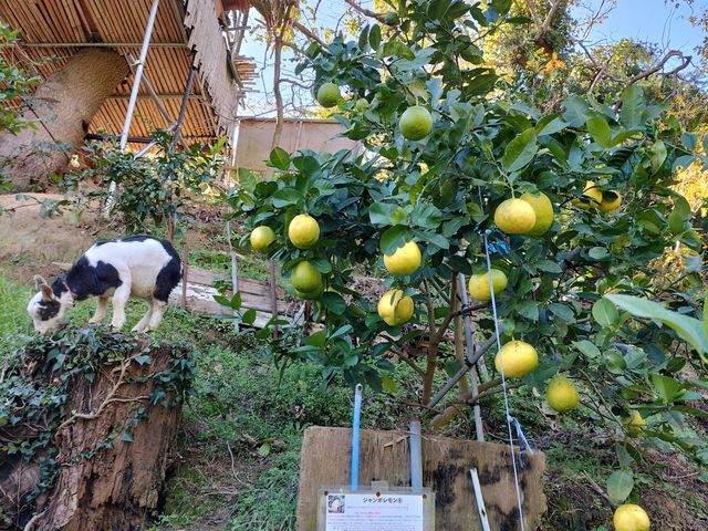 ミニヤギといっしょにエシカルな(正直)農業_菅原レモン園&菅原栗園
