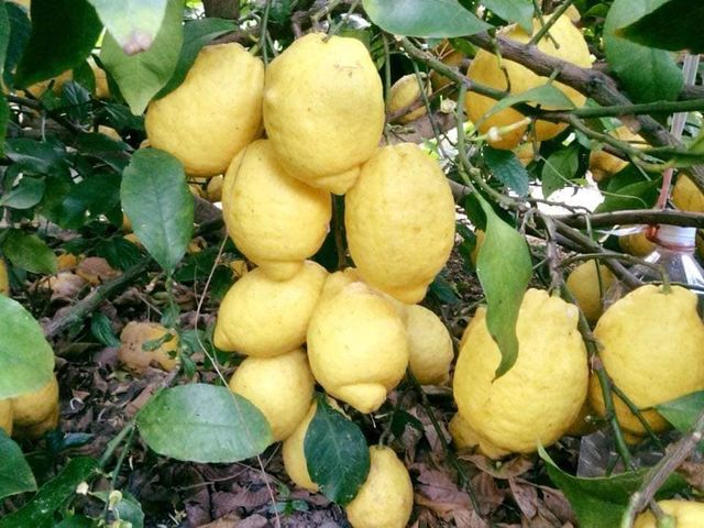 鈴なりのリスボンレモン_菅原レモン園&菅原栗園