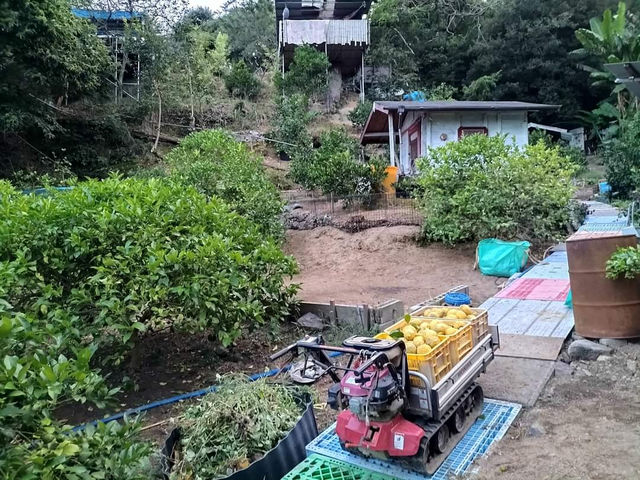 レモン園の様子と運搬車_菅原レモン園&菅原栗園