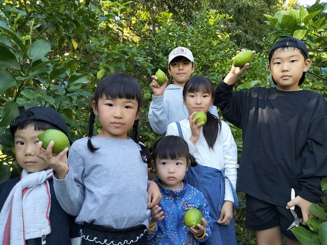 グリーンレモンの収穫体験できます。_菅原レモン園&菅原栗園