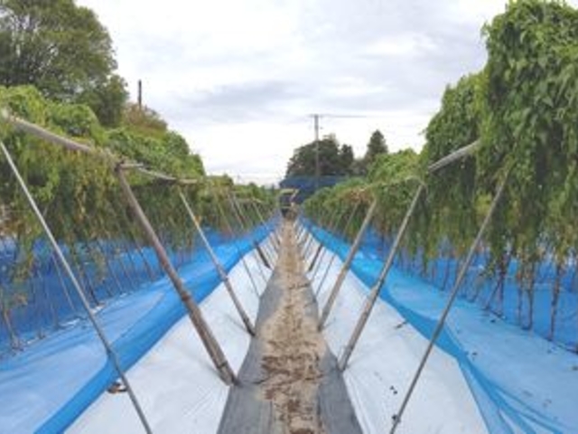 むかご収穫場所〜自然薯畑_せんチャンファーム