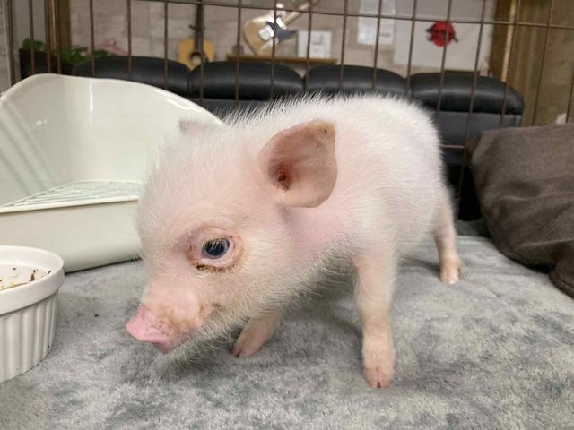ミニブタ(でんでん)_ふわりーず掛川