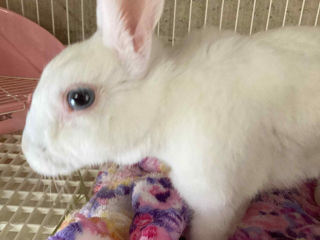 ミニウサギ(こじちゃん)_ふわりーず掛川