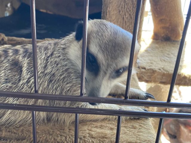 ミーアキャット(みたらし)_ふわりーず掛川