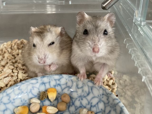 ハムスター_ふわりーず掛川