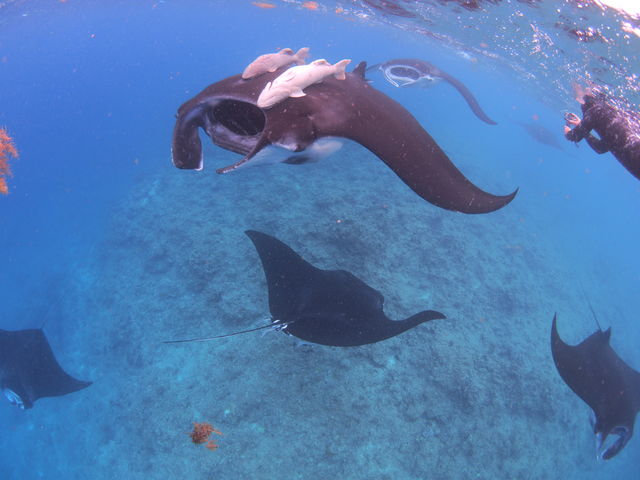 12月から3月までが高確率で水面にマンタがやってきます_Sea HOPE