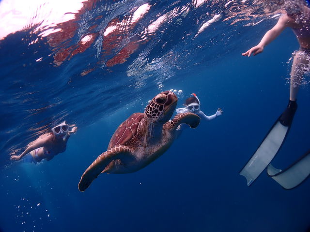 ウミガメとも近くで泳げるかも!?_Sea HOPE