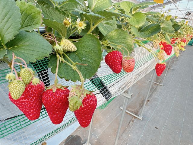 山本園芸いちご園