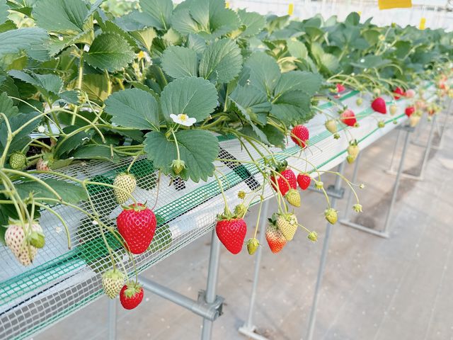 山本園芸いちご園