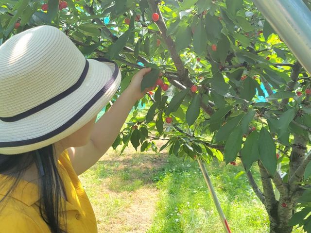 6月はさくらんぼ収穫体験をしています_芳賀にこにこ農園