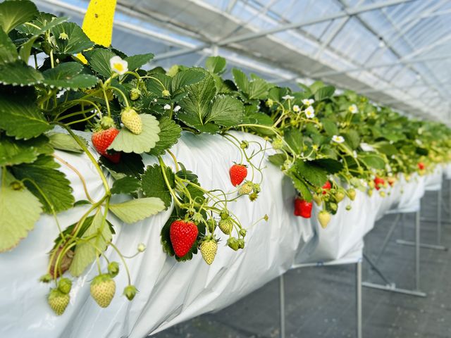 「よつぼし」という品種を栽培しています!甘さと酸味のバランスが良く、食べ応えのある食感のいちごです!
_ツインズファーム