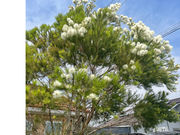 アロマスクール&サロン 香音の写真3