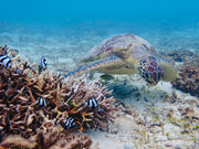 AQUAJungle amamiの写真2