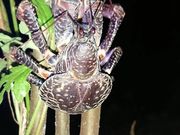 あしびなー(遊び庭)の写真3